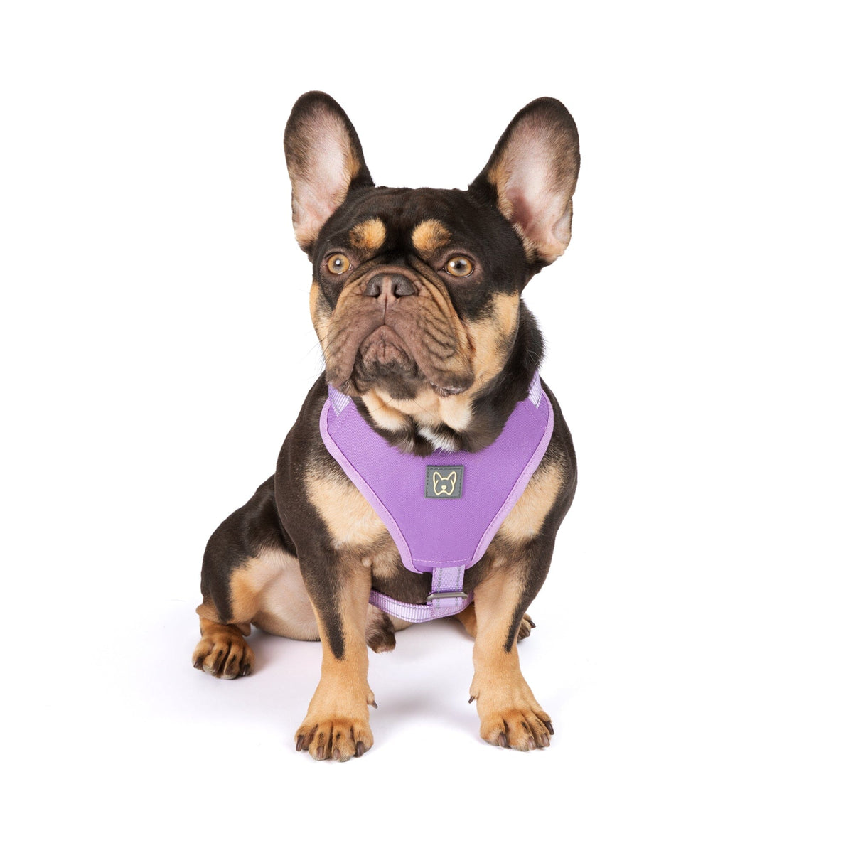 How to put on a canada pooch harness top