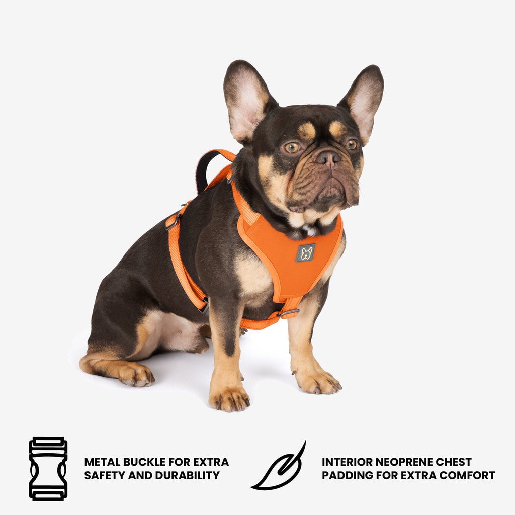 Neoprene Sport Dog Harness - Orange