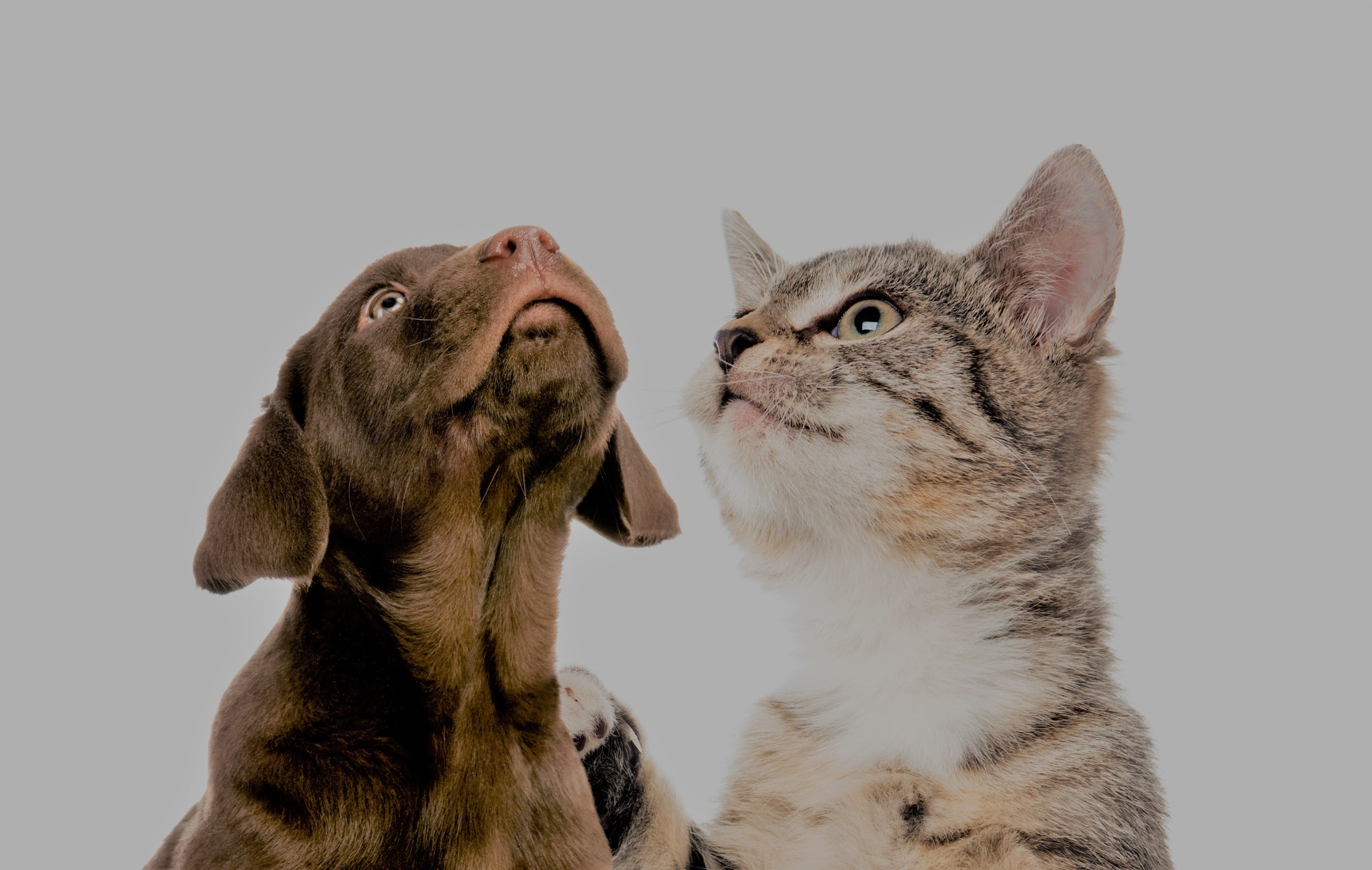 Cat and Dog together