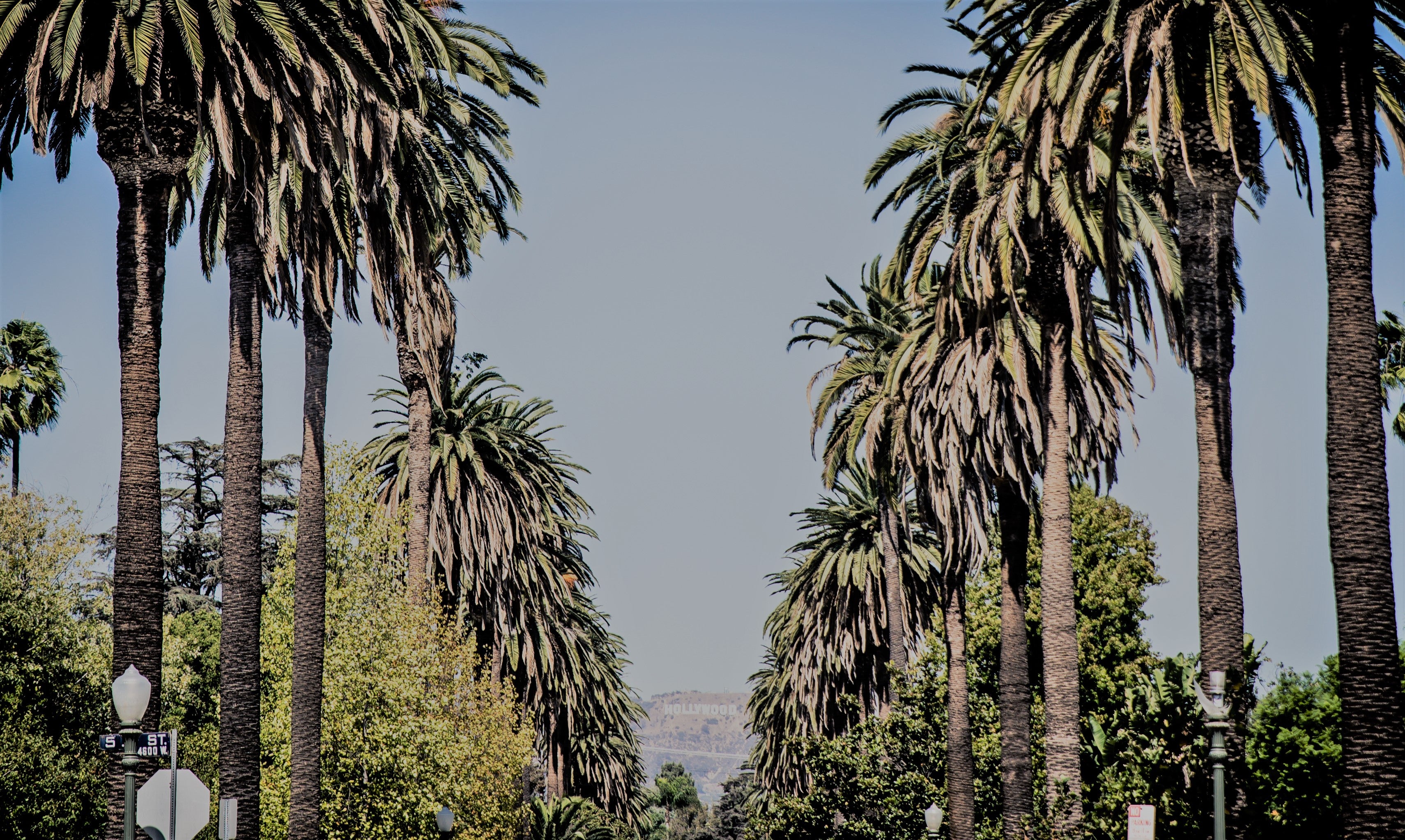 Palm trees in beverly hills, California, USA