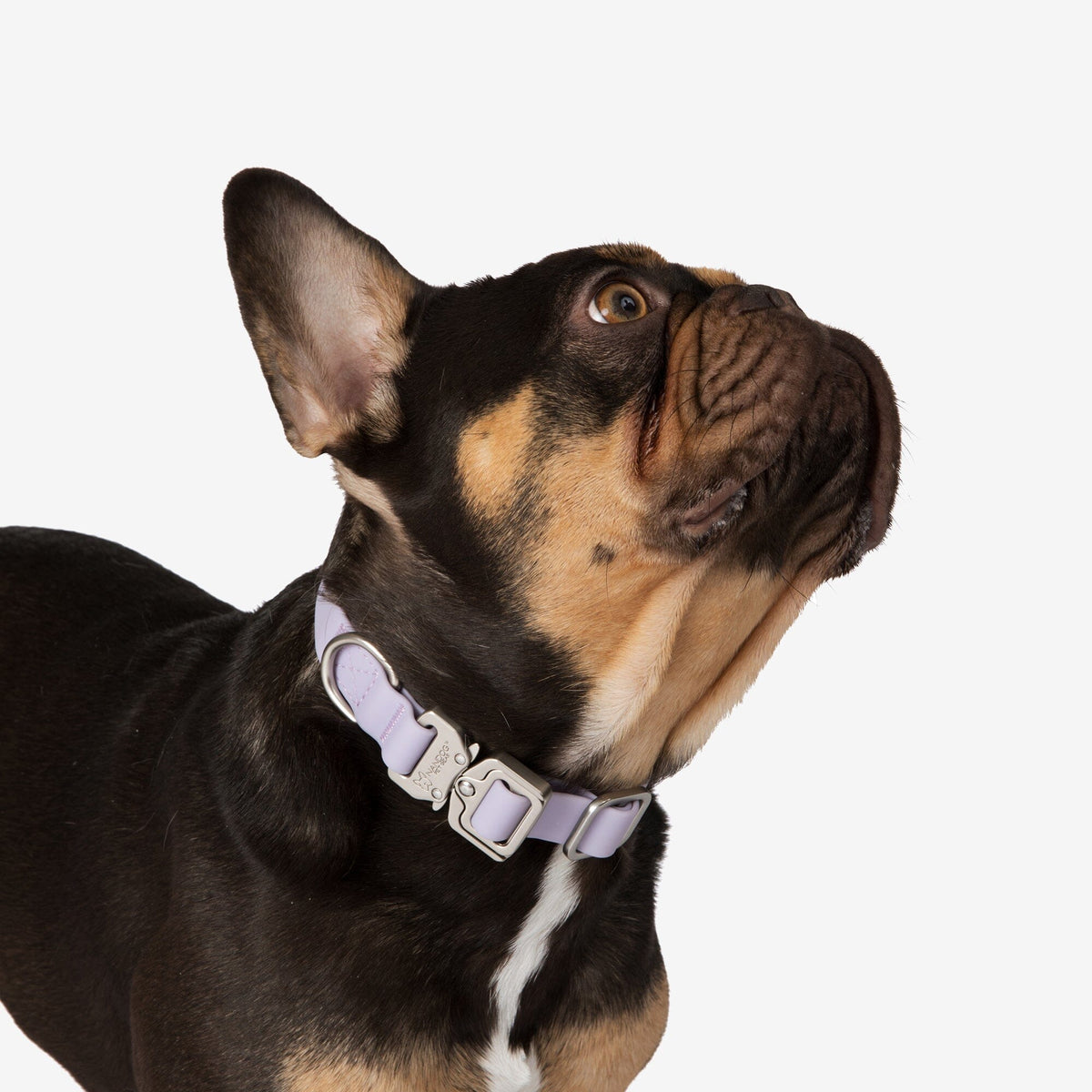 Nandog Waterproof Poly-Flex Dog Collar - Lilac, Durable & Secure