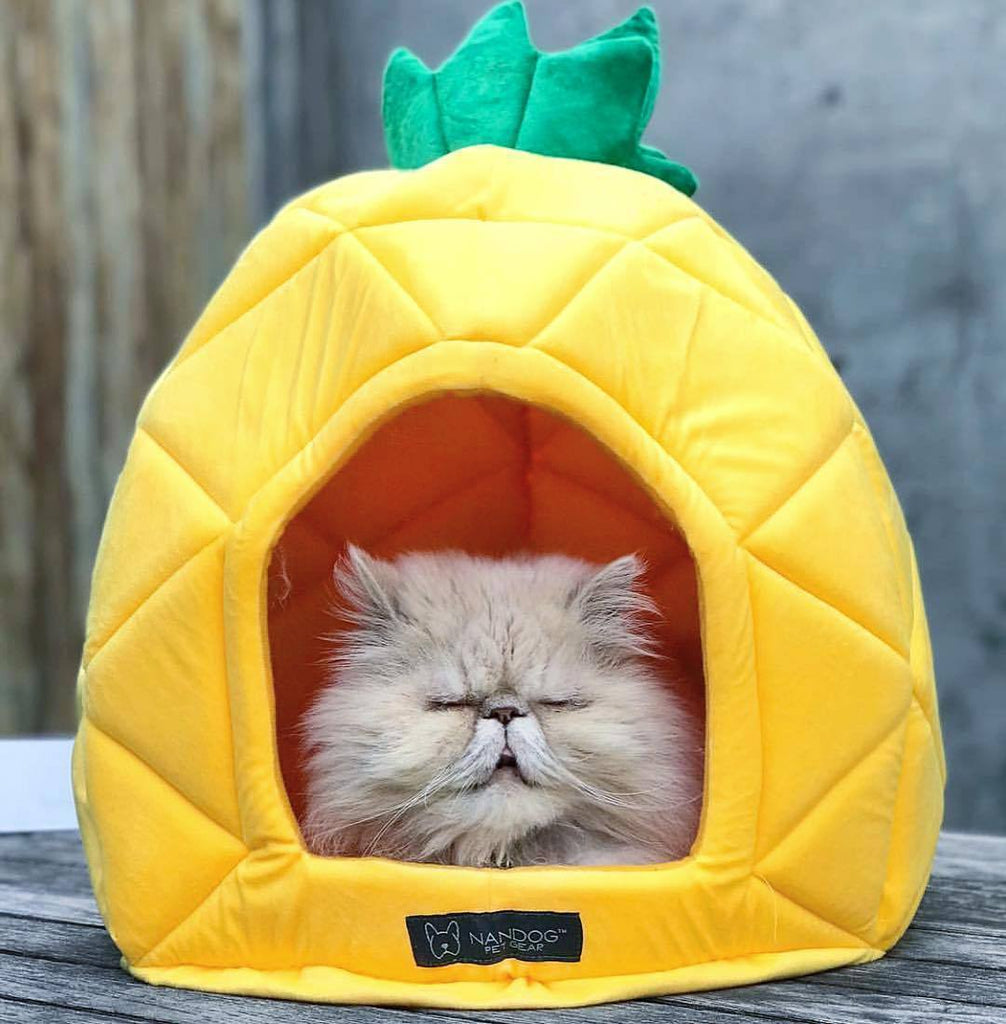 Rely On These Tips To Choose Luxury Cat Beds Nandog Pet Gear