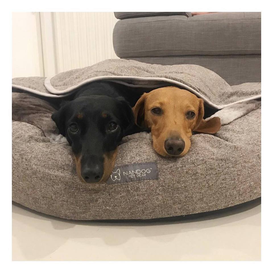 Designer Beds For Dogs You Will Love in 2019