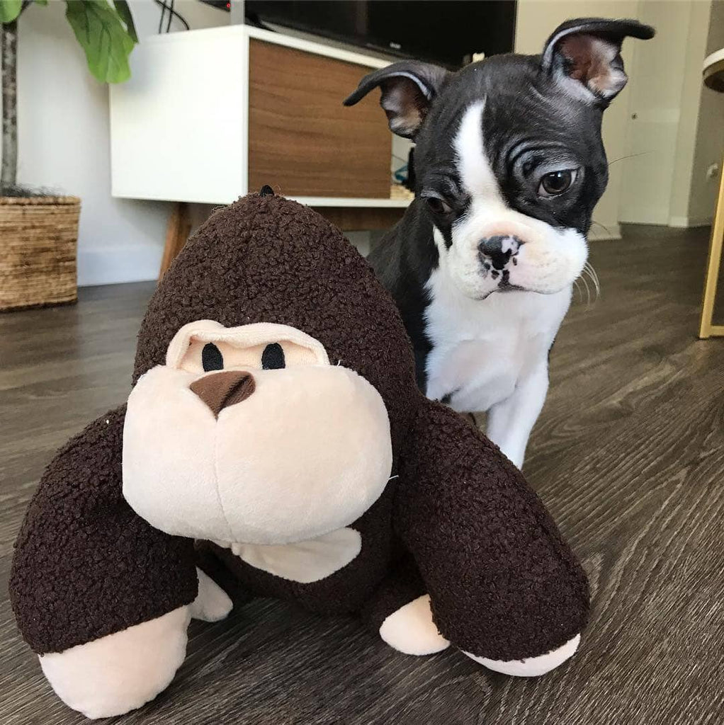 Why Do Dogs Like Squeaky Toys?