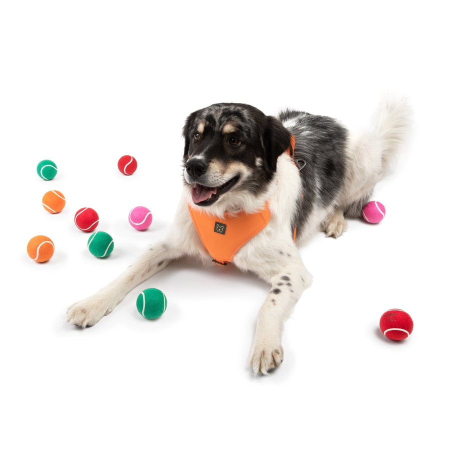 Why Do Dogs Love Tennis Balls so Much Nandog Pet Gear