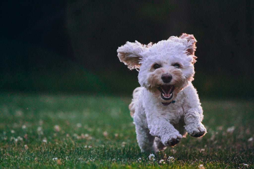 The Most Popular Kinds of Toy Dog Breeds