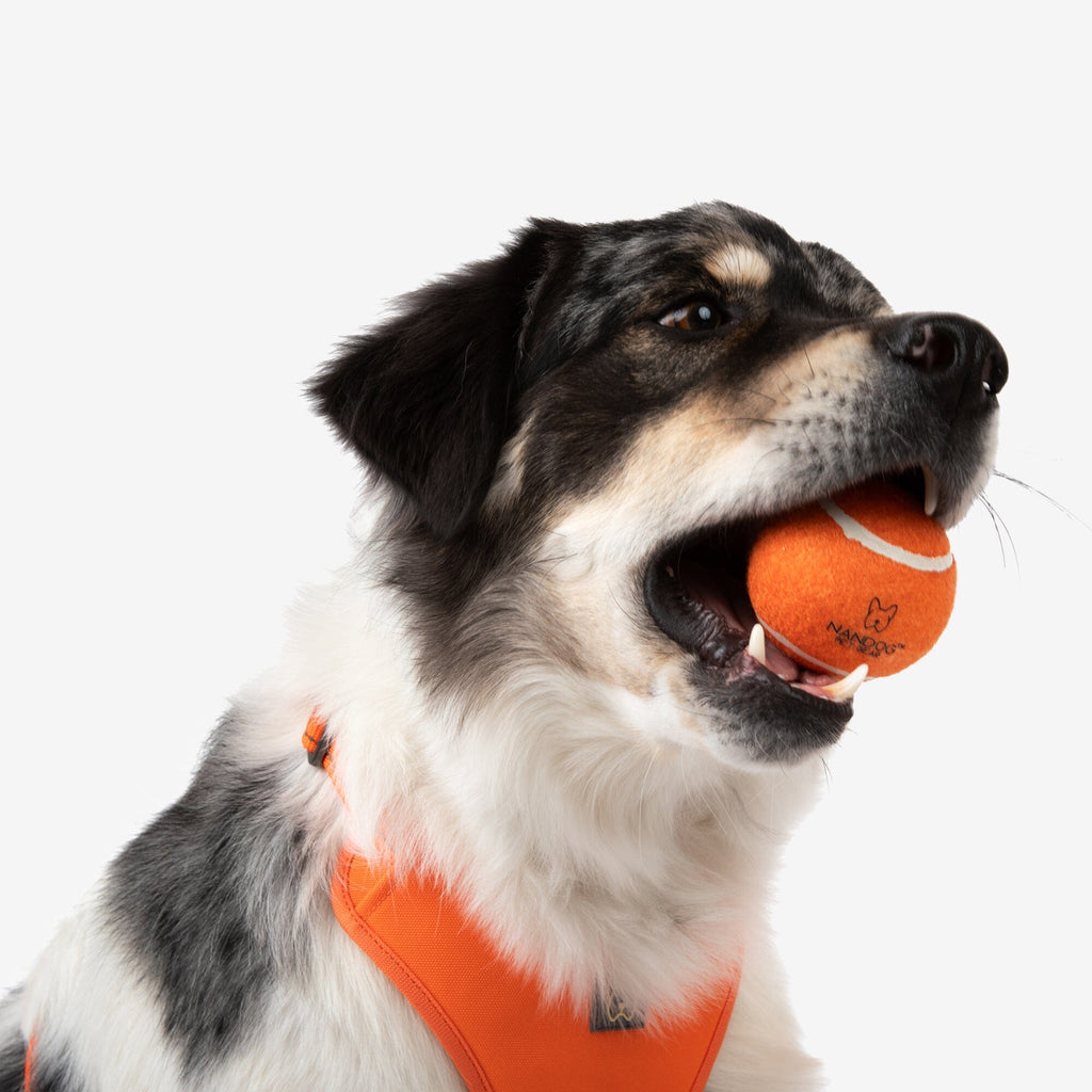 Nandog Dog Tennis Training Balls Set - Orange