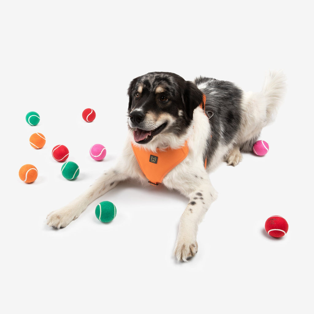 Nandog Dog Tennis Training Balls Set - Orange