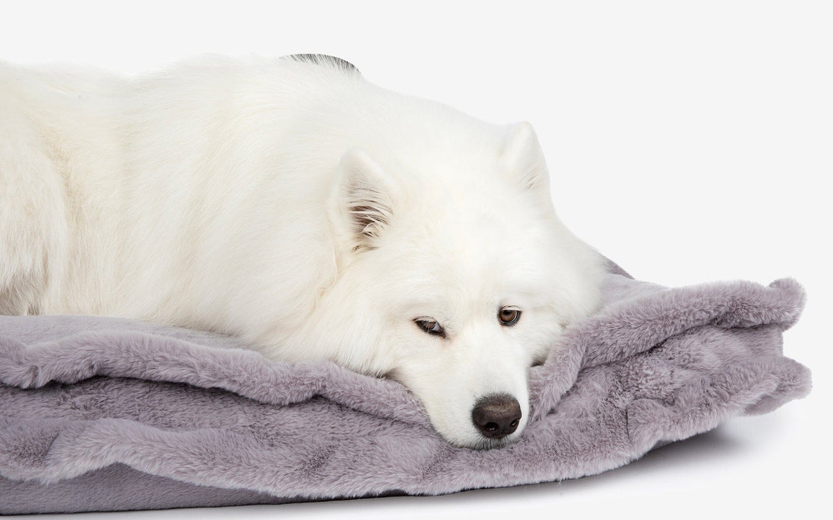Samoyed dozing on a lavender Nandog Super Cloud pillow dog bed