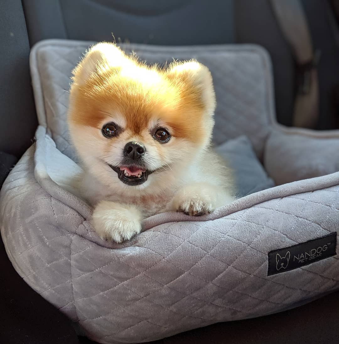 Pomeranian riding in a light gray Nandog dog car seat