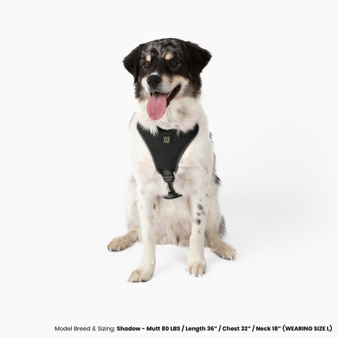 How Do I Put on a Dog Harness: Easy Steps for Stress-Free Use