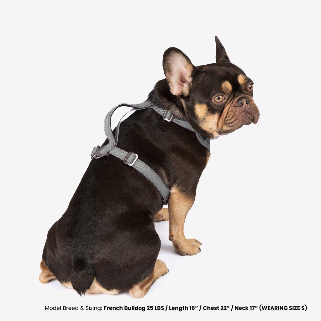 Neoprene Sport Dog Harness - Gray