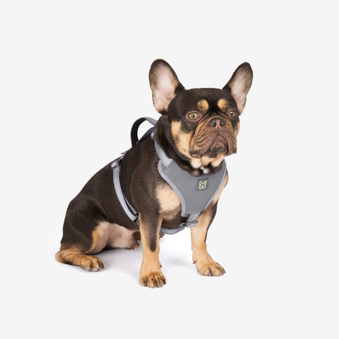 Neoprene Sport Dog Harness - Gray