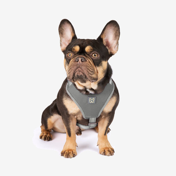NEIGHBORHOOD DOG HARNESS グレー neoprene-sport-dog-harness-