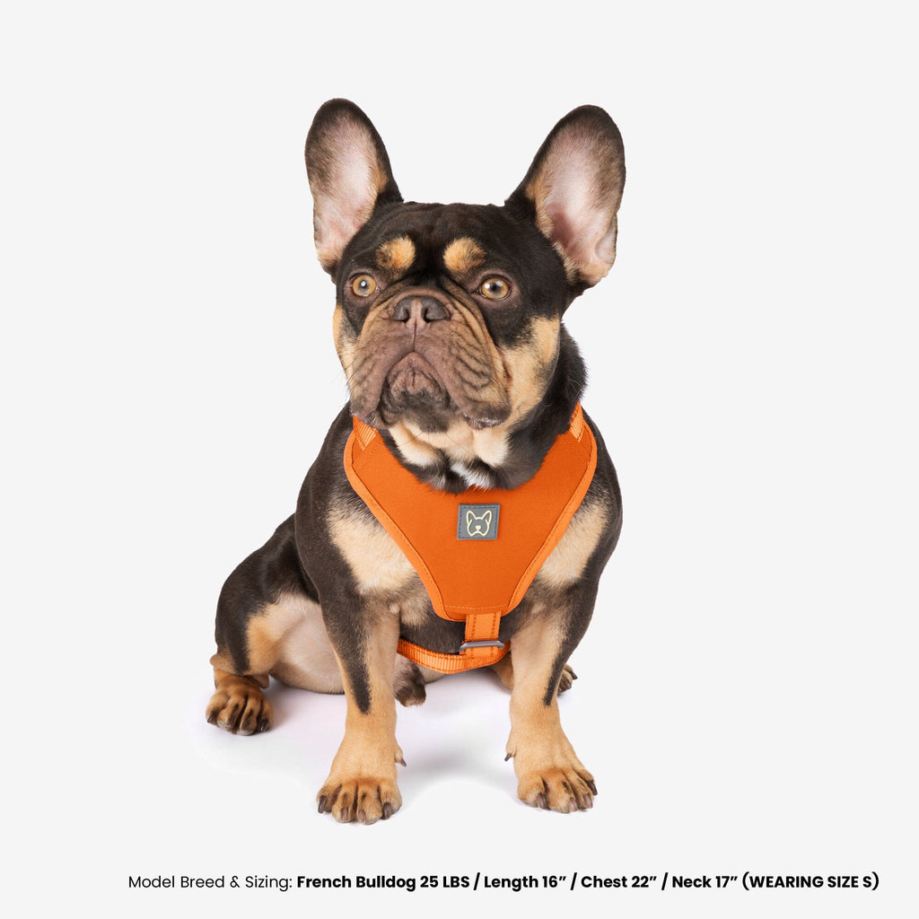 Neoprene Sport Dog Harness - Orange
