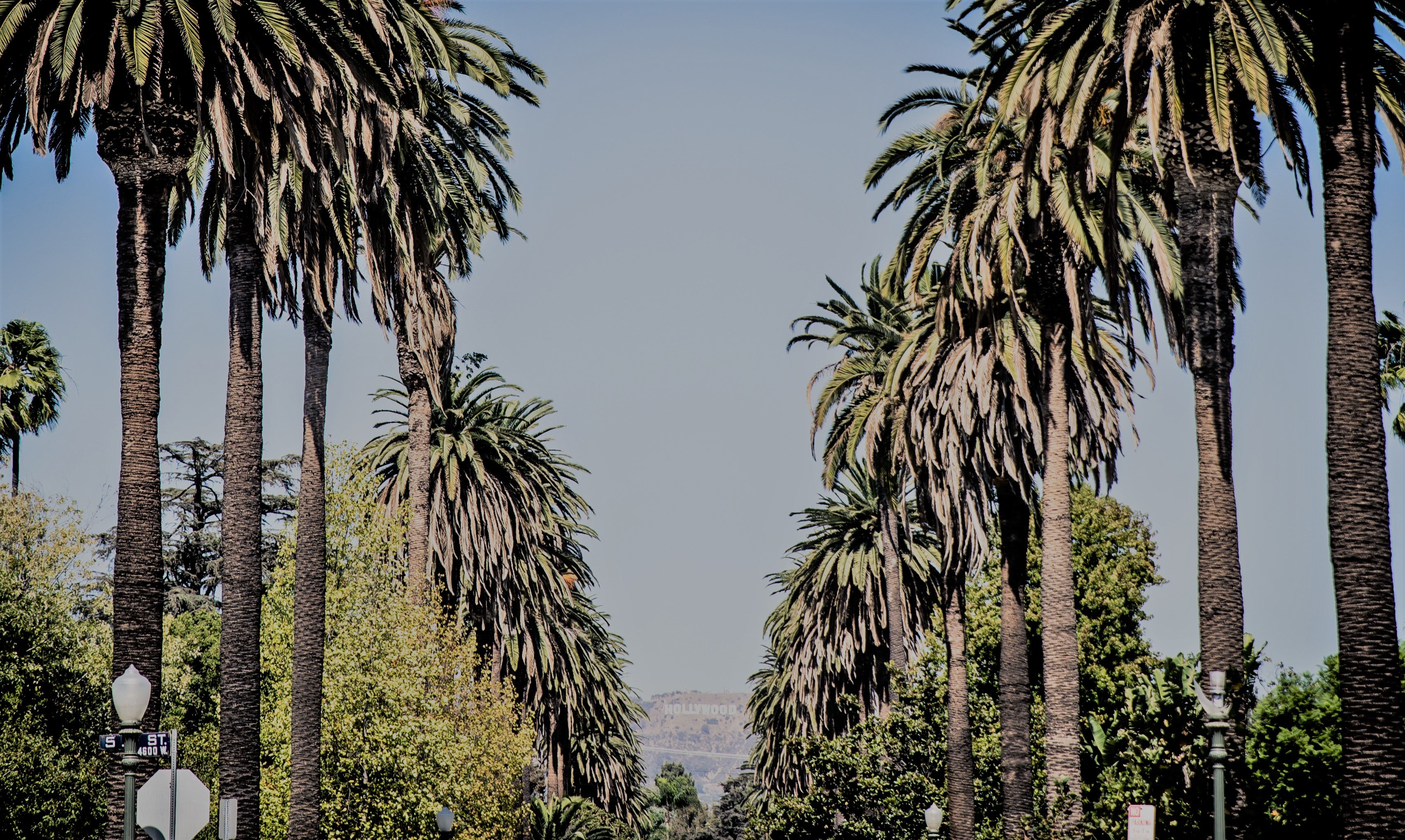 Palm trees in beverly hills, California, USA