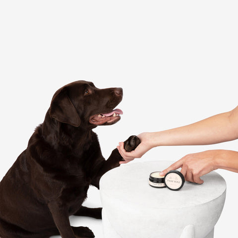Nandog X Agave Oil for Pets Care Value Kit